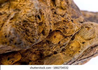 Corals, Fossils In A Limestone