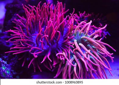 corals in a marine aquarium