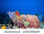 Corals in the Mesoamerican Reef