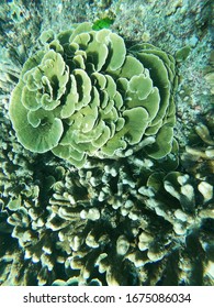 Corals Occur When The Sea Surface Temperature Rises.