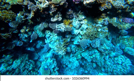 Coral Reef Ocean Floor Stock Photos Images Photography