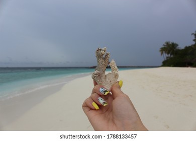 Corals In Raa Atoll, Maldives