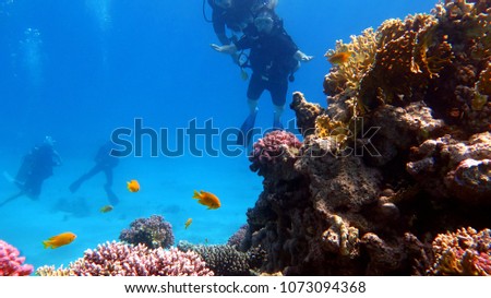 Corals, reefs, fish and girl with scuba-diving swims in the red sea. Driver girl. Summer concept.