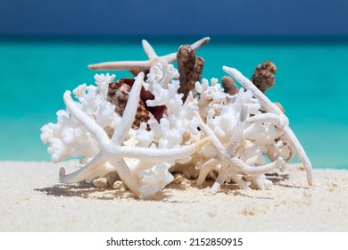 Corals, Starfishes And Shells On A Beach In Tropical Travel Destination Maldives Islands