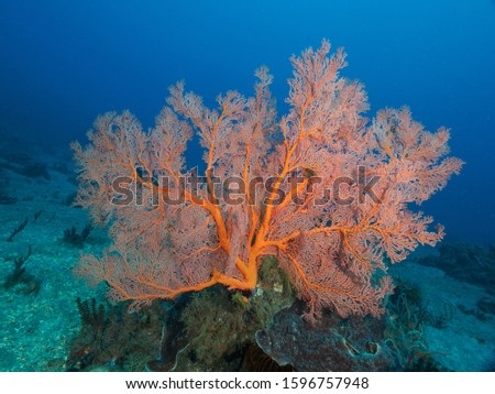 corals in Timor Leste (East Timor)