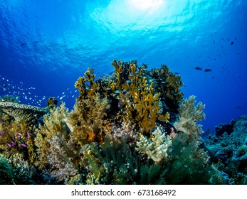 Corals Of Tubbataha