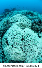 Corals Are Turning White As They Bleach. Coral Bleaching Occurs When Intracellular Endosymbionts (zooxanthellae) Are Lost Due To High Sea Surface Temperatures Or Other Environmental Conditions.