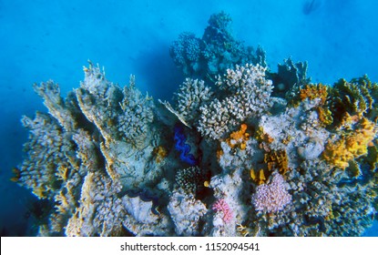 Corals underwater in Egypt      - Shutterstock ID 1152094541