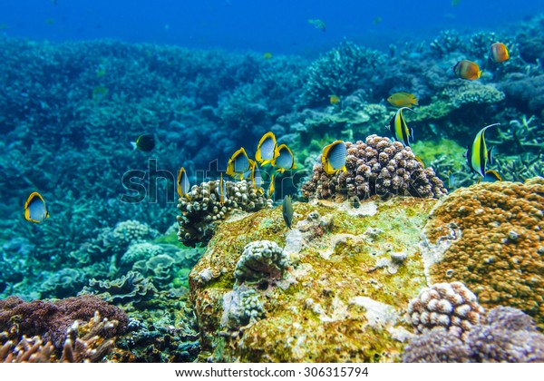 Corals Underwater Tropical Fish Indian Ocean Stock Photo 306315794 ...