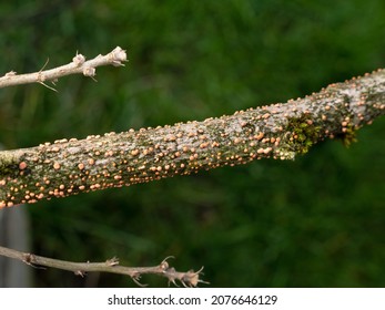 coral-spot canker - Nectria cinnabarina on branch in nursery or garden center shows orange and pink colored erumpent blobs, turning to a reddish brown - Shutterstock ID 2076646129