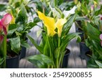 Corazon Calla Lilly yellow flower