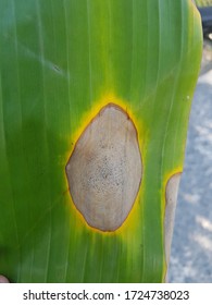 Cordana Leaf Spot

Damaged On Banana Leaf.