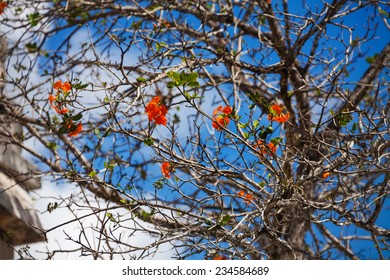 Cordia Dodecandra tree with red flowers in Mexico - Shutterstock ID 234584689