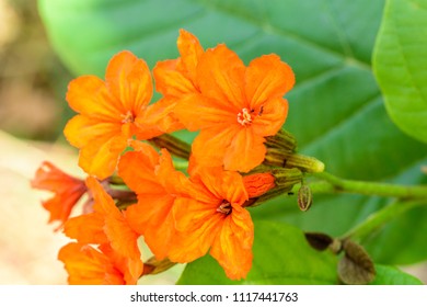 Cordia sebestena (Cordia,Geiger tree, Geranium Tree) ; An appearance of orange flowering, short petals & fully blooming and bunches at the end of branch. The calyx is a tube or bell. natural sunlight.