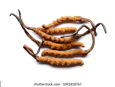 Cordycep Sinensis Herbs (Chong Cao) Viagra.
Isolated On White Background.