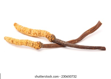 Cordyceps