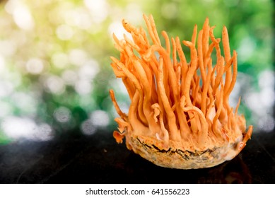 Cordyceps Militaris