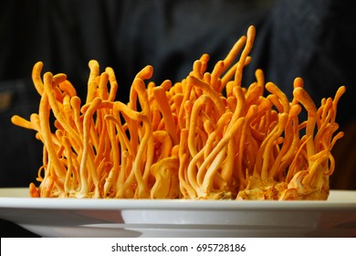 Cordyceps Militaris