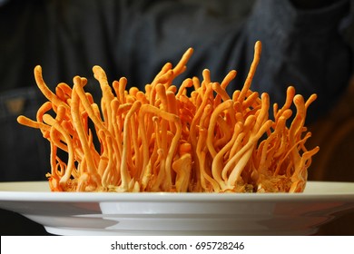 Cordyceps Militaris