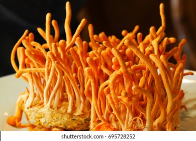 Cordyceps Militaris