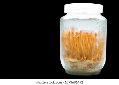Cordyceps militaris, Chinese herbs Meaning "worm grass" "worm winter"Summer is a grass "caused by caterpillars in the Tibetan Plateau.sex drug Viagra.Ophiocordyceps sinensis