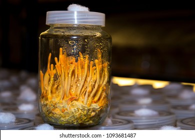 Cordyceps militaris, Chinese herbs Meaning "worm grass" "worm winter"Summer is a grass "caused by caterpillars in the Tibetan Plateau.sex drug Viagra.Ophiocordyceps sinensis