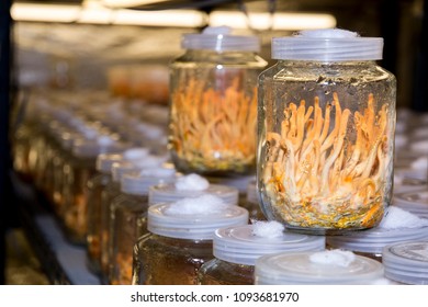 Cordyceps militaris, Chinese herbs Meaning "worm grass" "worm winter"Summer is a grass "caused by caterpillars in the Tibetan Plateau.sex drug Viagra.Ophiocordyceps sinensis