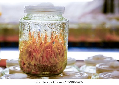 Cordyceps militaris, Chinese herbs Meaning "worm grass" "worm winter"Summer is a grass "caused by caterpillars in the Tibetan Plateau.sex drug Viagra.Ophiocordyceps sinensis