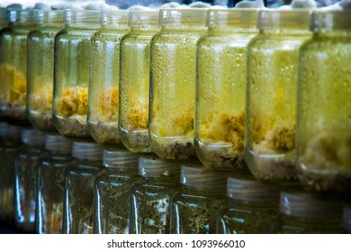 Cordyceps militaris, Chinese herbs Meaning "worm grass" "worm winter"Summer is a grass "caused by caterpillars in the Tibetan Plateau.sex drug Viagra.Ophiocordyceps sinensis
