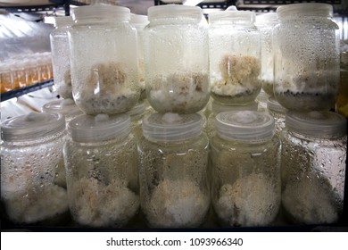 Cordyceps militaris, Chinese herbs Meaning "worm grass" "worm winter"Summer is a grass "caused by caterpillars in the Tibetan Plateau.sex drug Viagra.Ophiocordyceps sinensis