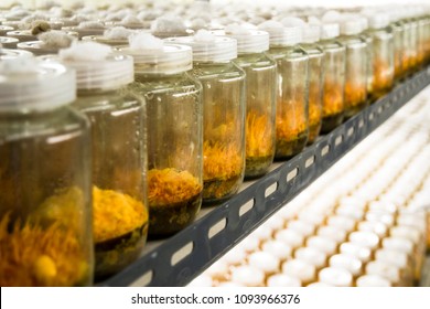 Cordyceps militaris, Chinese herbs Meaning "worm grass" "worm winter"Summer is a grass "caused by caterpillars in the Tibetan Plateau.sex drug Viagra.Ophiocordyceps sinensis
