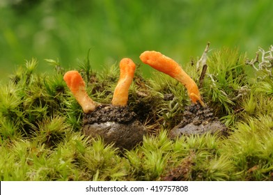 Cordyceps Militaris Fungus (parasitic) On The Butterfly Cocoon