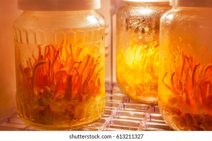 Cordyceps Militaris,Ophiocordyceps Sinensis, Mushrooms