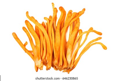 Cordyceps Mushroom