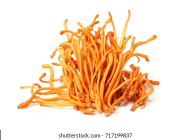 Cordyceps Mushroom