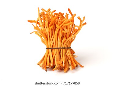 Cordyceps Mushroom