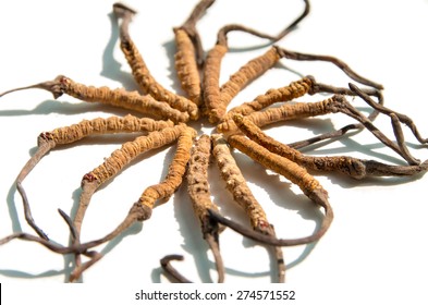 Cordyceps Sinensis