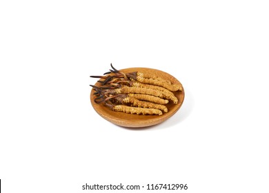 Cordyceps Sinensis Still Life