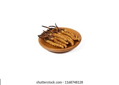 Cordyceps Sinensis Still Life