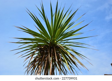 Cordyline australis (Cabbage Tree) crown against blue sky