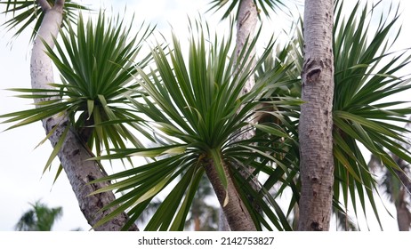 Cordyline australis, commonly known as the cabbage tree, tī kōuka or cabbage-palm, is a widely branched monocot tree endemic to New Zealand.