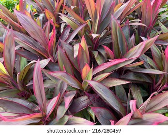 Cordyline fruticosa is an evergreen flowering plant Popular as a houseplant for its multicolored leaves, Cordyline fruticosa (Tiplant) is an evergreen shrub or small tree