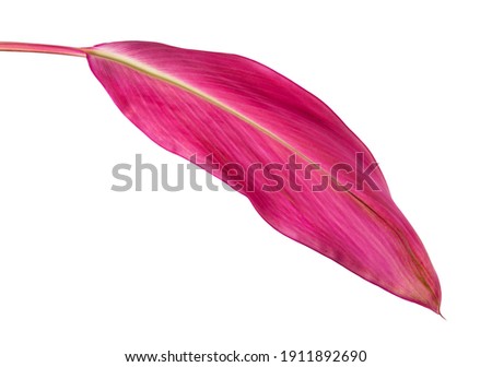 Cordyline fruticosa red leaves( Cordyline leaf, Ti plant, Dracaena Palm )isolated on white background. 