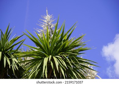 Cordyline indivisa is a monocot tree endemic to New Zealand, where it is called mountain cabbage tree or bush flax. Location: Hanover - Berggarten, Germany.