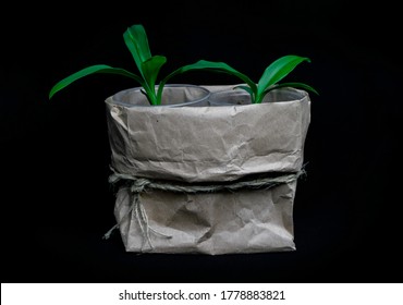 Cordyline Stricta Is An Evergreen Australian Plant On Black Background