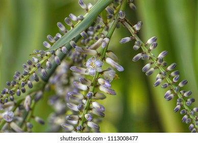 Cordyline Stricta In Flower