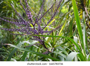 Cordyline Stricta Or Narrow Leaf Palm Lily In Bloom Shown With Leaves