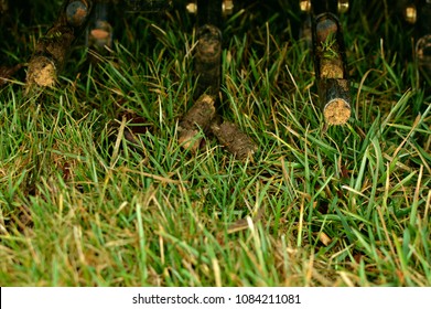 Core Aeration Of Tall Fescue Lawn With A Ride On Aerator