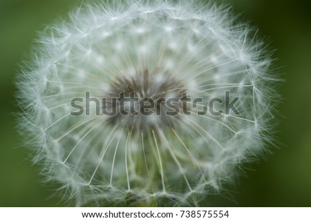 The core of dandelion blur