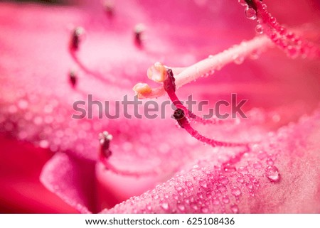 Similar – Blüte mit Tröpfchen Leben